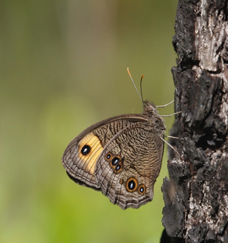 Common Wood-Nymph